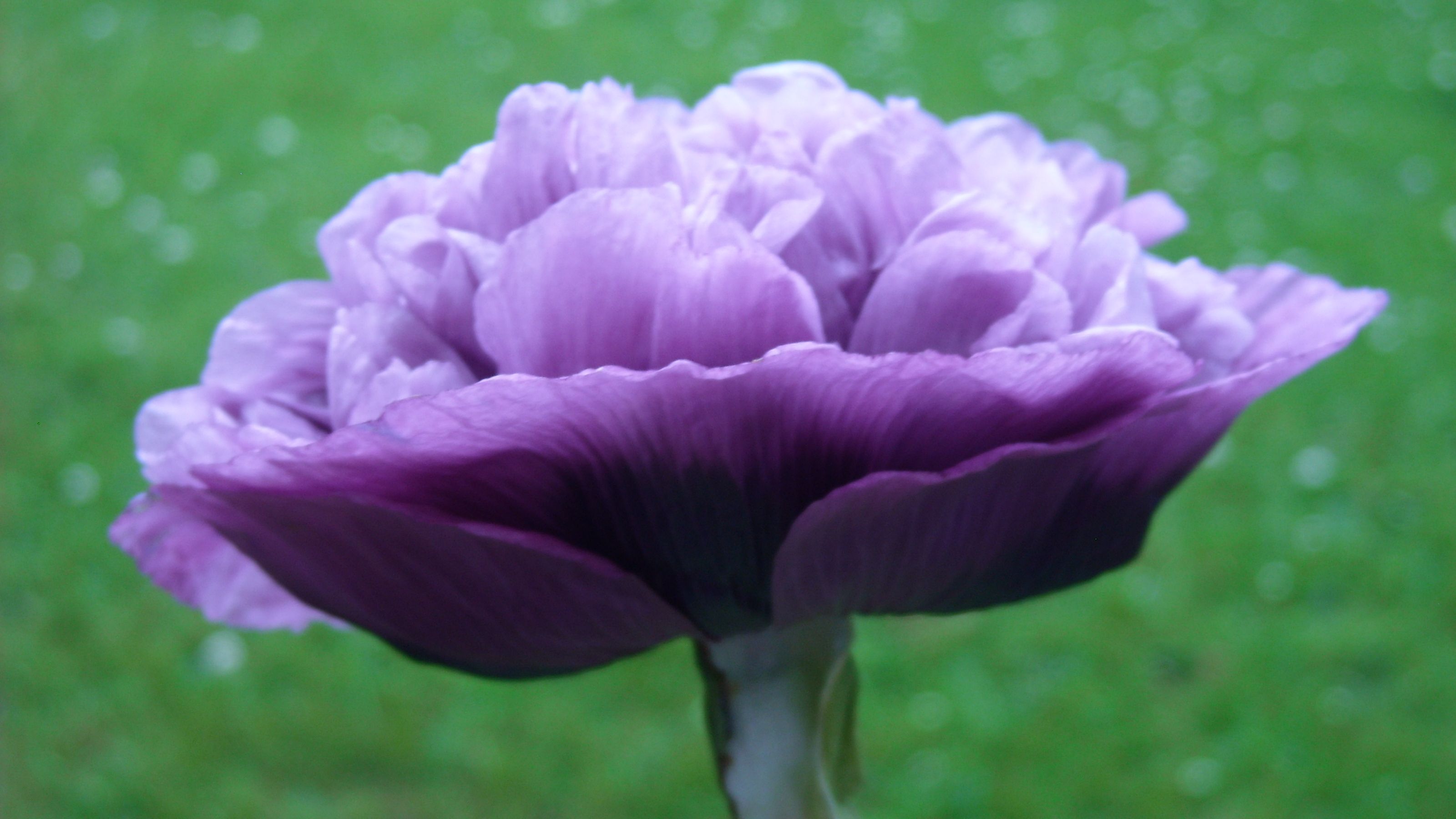 lilac pompom poppy lilac pompom poppy