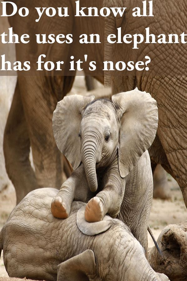 Noses are used for more than just smell for some animals. Do you know which animals have the crazies noses? Elephants, hammerhead sharks, and a few others have amazing noses. How many can you name? https://insanitek.net/the-nose-knows-crazy-animal-schnozzes/ Cute Wild Animals, Cute Little Animals, Cute Funny Animals, Animals Beautiful, Photo Elephant, Cute Baby Elephant, Elephant Pics, Baby Elephants, Cute Elephant Pictures