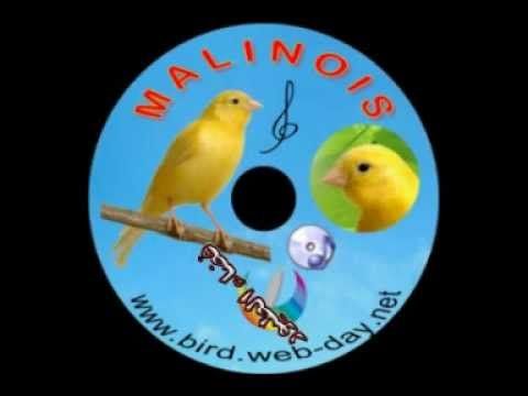 TÉLÉCHARGER CHANT DU CANARI MALINOIS GRATUIT DU GRATUIT MALINOIS TÉLÉCHARGER CHANT CANARI