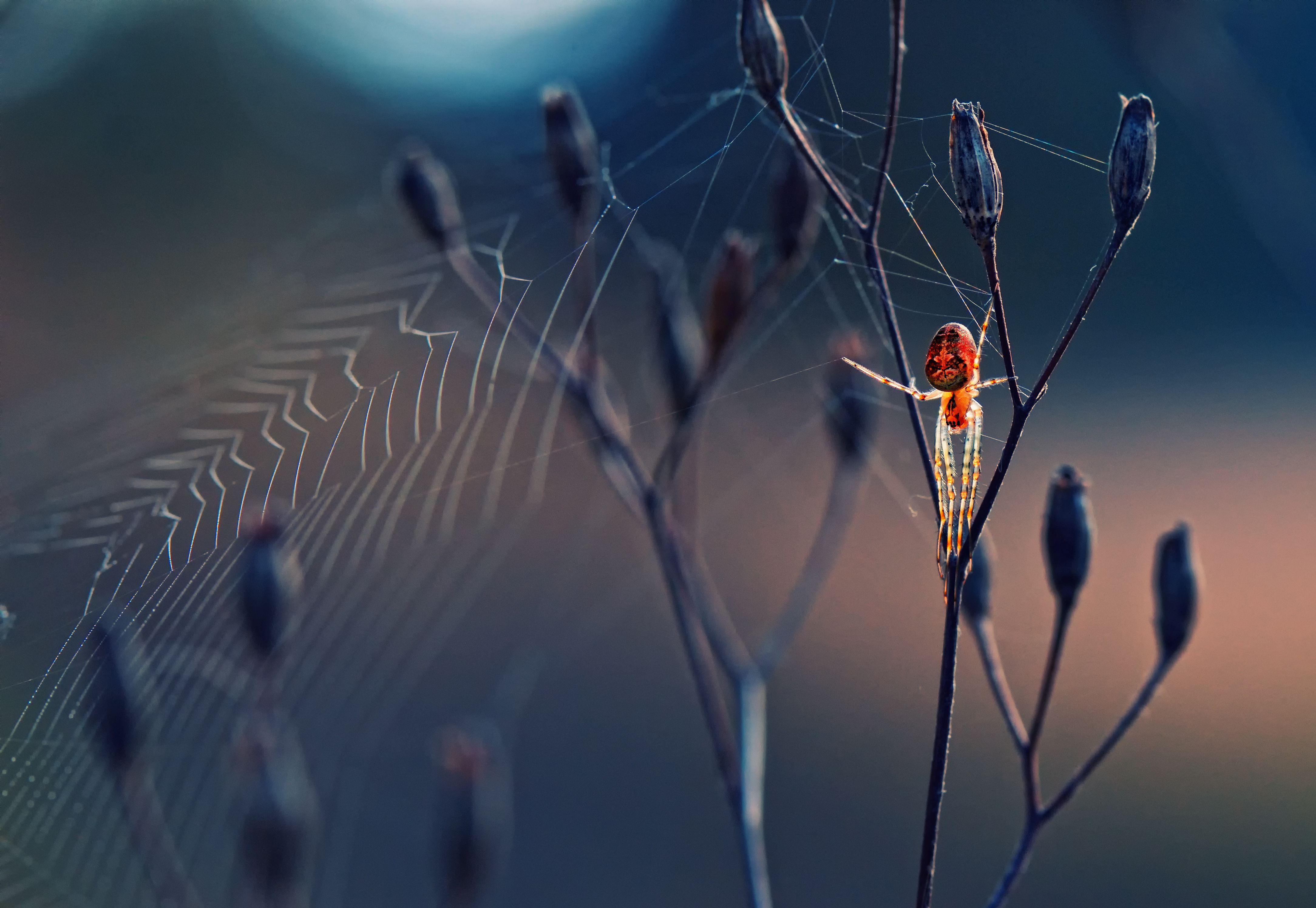 Photographer Of The Year Special Mention Krasimir Matarov