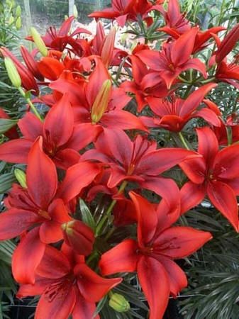 Red Asiatic Lilies Bright Red Color Is Perfect For Fall These
