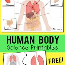 My Body Systems Science Booklet Human Body Activities Human Body Science Human Body Systems My Body Systems Science Booklet Human Body Activities Human Body Science Human Body Systems