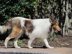 Adopt Merlin New Updated On Collie Dog Animals Collie Rescue