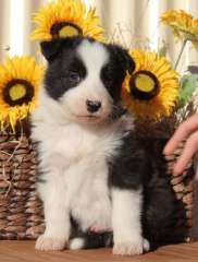 Beautiful Bouncing Border Babies Puppies For Sale Nanango