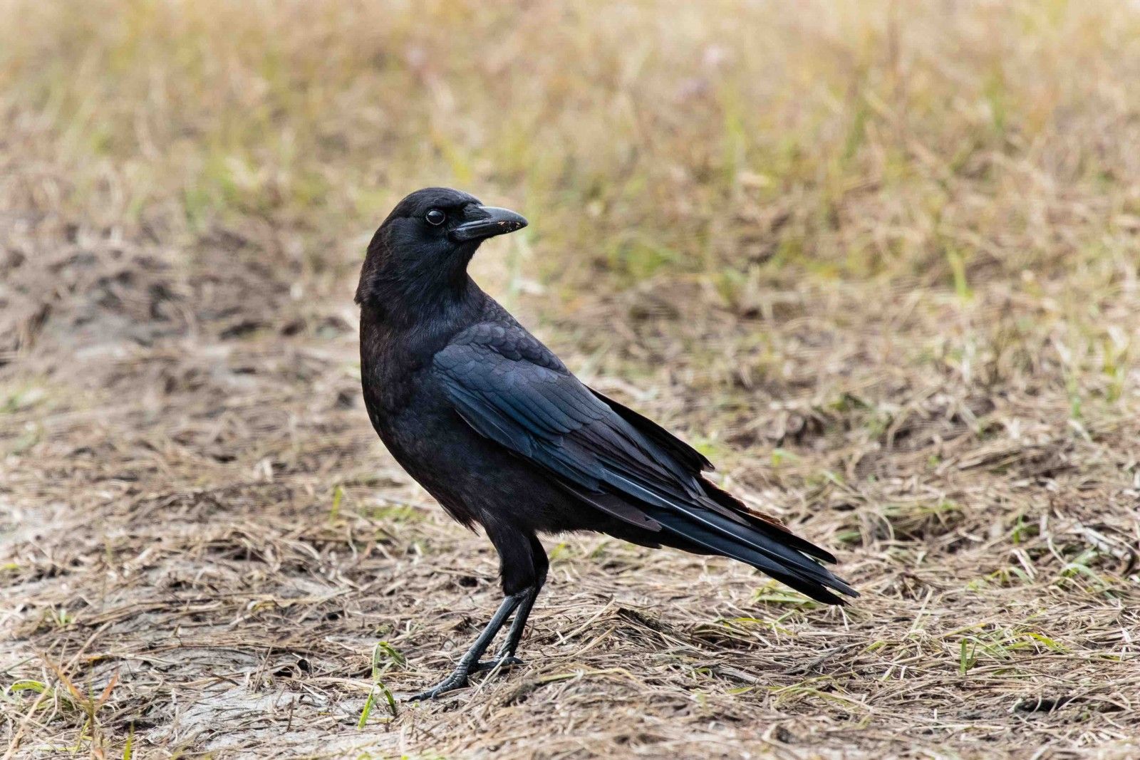The Crow The Smartest Bird You Know Indiana Dunes American crow