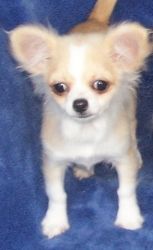 Adopt Tiny Chi Sisters On Chihuahua Dogs Pet Adoption Dog Love