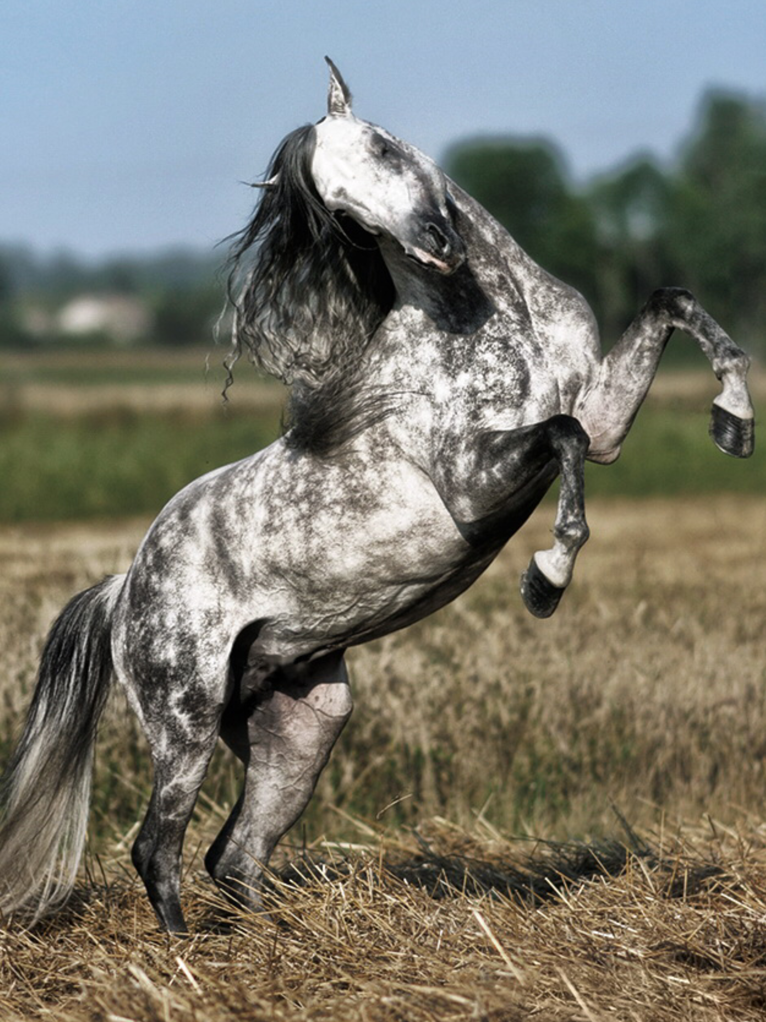 What animal is the most graceful Grace and plasticity in the animal world 89 What animal is the most graceful Grace and plasticity in the animal world 21