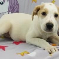 Available pets at Wright-Way Rescue in Morton Grove, Illinois #mortongrove Available pets at Wright-Way Rescue in Morton Grove, Illinois #mortongrove