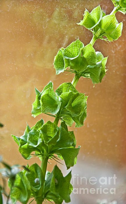 44 Curly Willow Flower Essence In 2020 Willow Flower Flower Essences Flowers