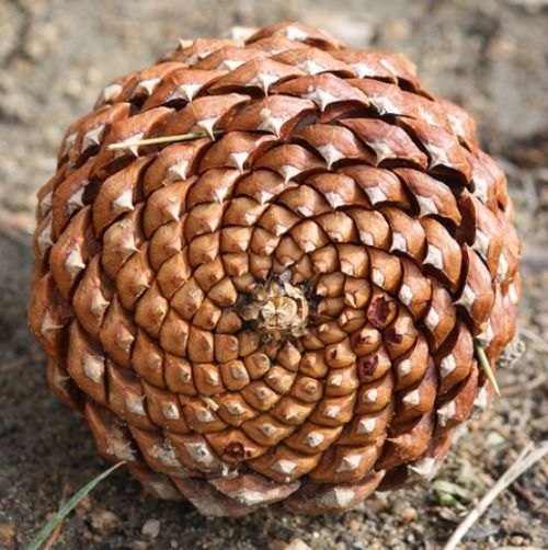 Image result for pine cone fibonacci spiral