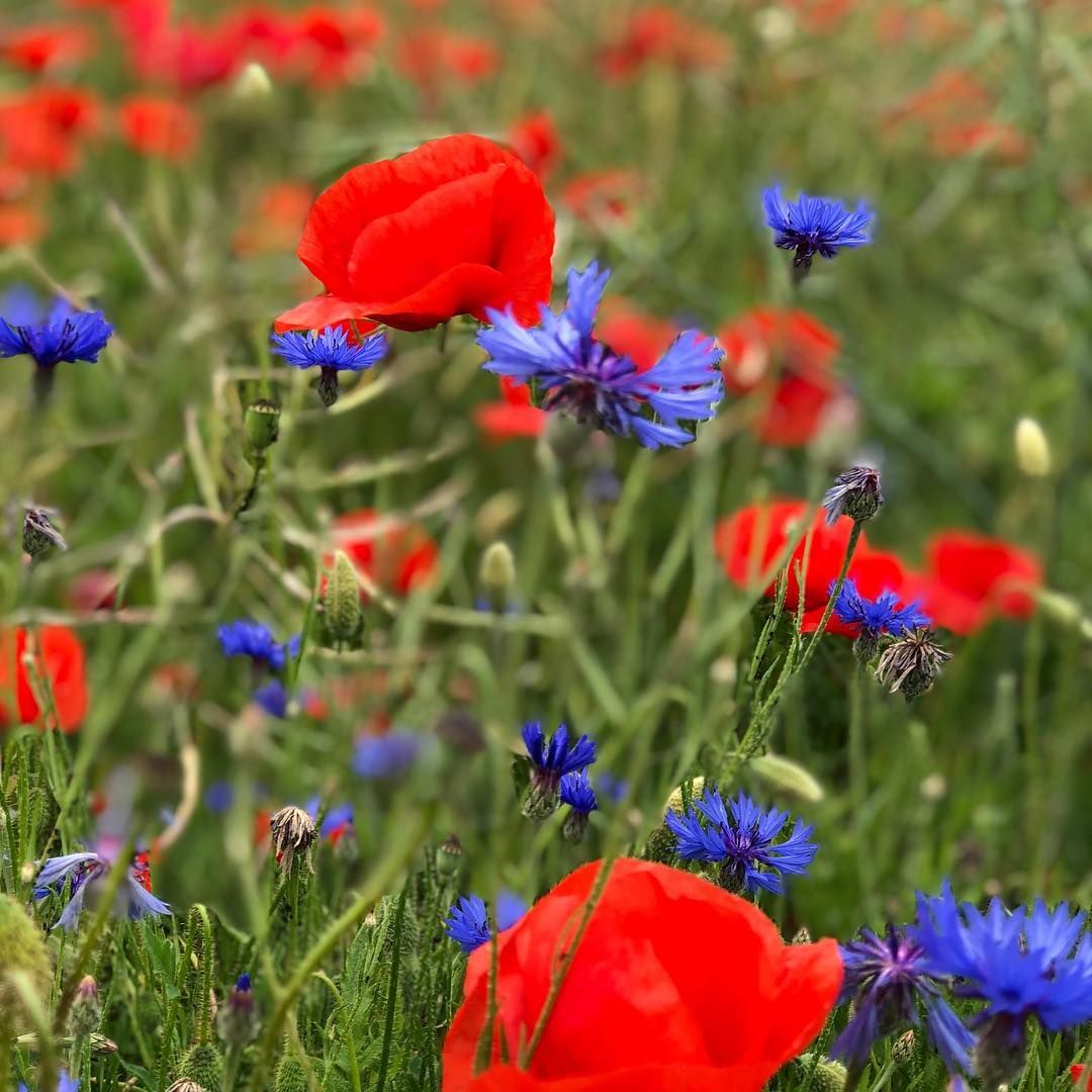 Tibetan Blue Poppy Gorgeous Dreaming Gardens Schoner Blumengarten Blauer Mohn Mohnblume