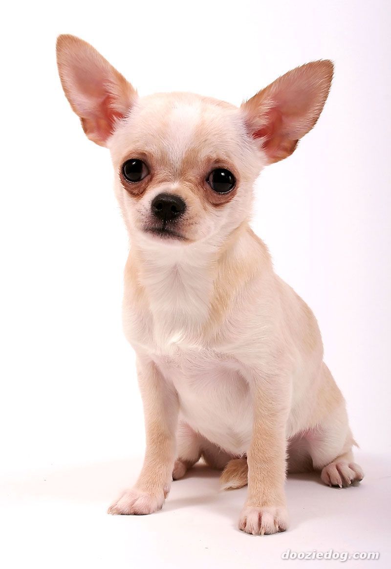 Chihuahua Names Chihuahua 40 Jpg From Wiki Developed In
