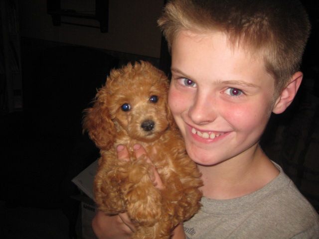 For Sale Illinois Breeder Toy Poodle Puppies Miniature Poodles