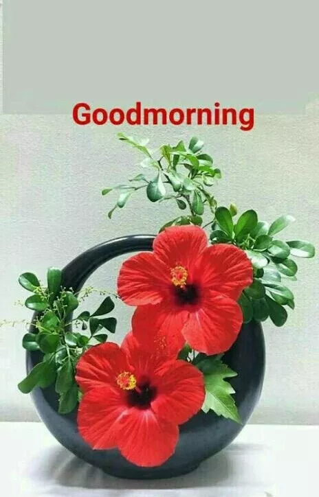 Pin By Charla Satyamurthy On Beautiful Flowers Morning Qoutes