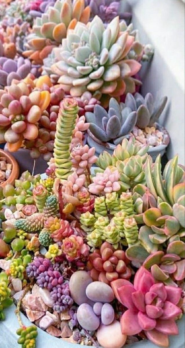 There Are Many Different Types Of Succulents In The Planter there-are-many-different-types-of-succulents-in-the-planter