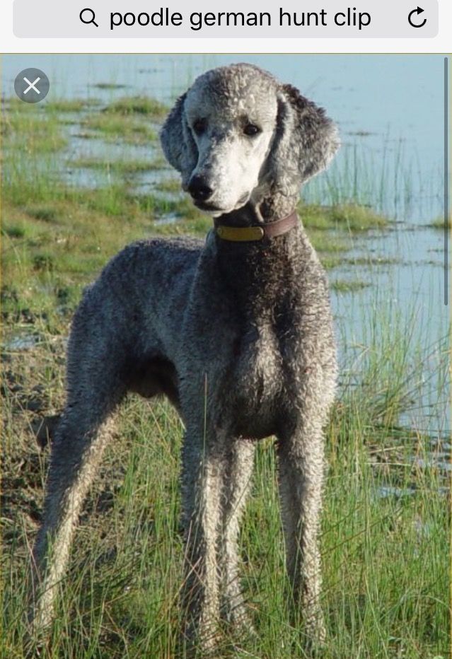 German Poodle With Images Poodle Puppy Standard Poodle