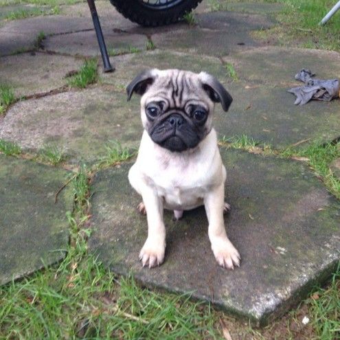 Beautiful Pug Puppies For Sale Preston Lancashire