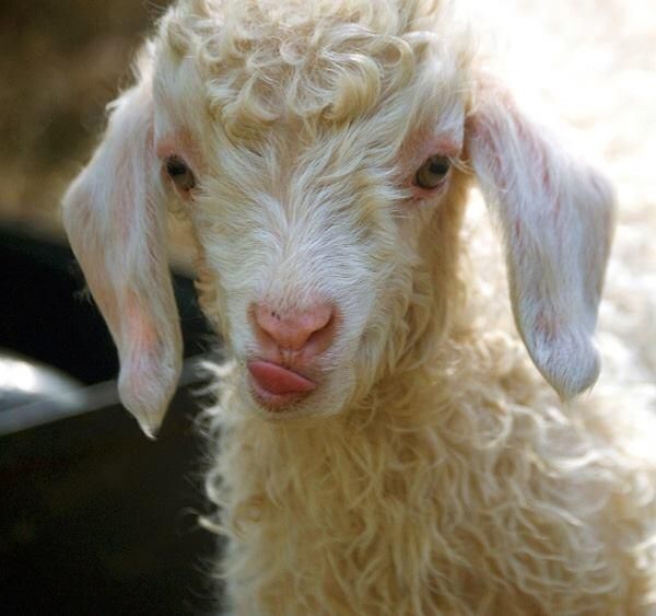 Twitter Bébés Animaux Animaux Mouton