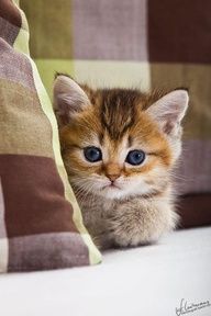 OK I will take you home. So precious. Kittens And Puppies, Cute Cats And Kittens, Baby Cats, Kittens Cutest, Ragdoll Kittens, White Kittens, Chihuahua Dogs, Pet Dogs, Kittens Meowing
