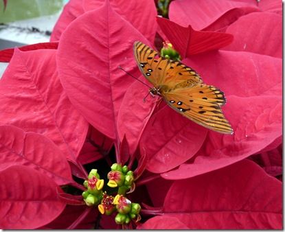 Can You Plant Poinsettias Outside In Florida Poinsettia Euphorbia Pulcherrima Zone 9 11 Full Sun Little Shade Grows Up Plants Poinsettia Plant Poinsettia