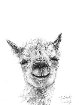 K Llamas Rebekah With Images Llama Drawing Animal Canvas