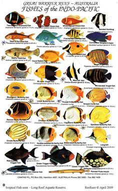 pin by dickson igwe on sailing and maritime pinterest fish freshwater aquarium fish chart