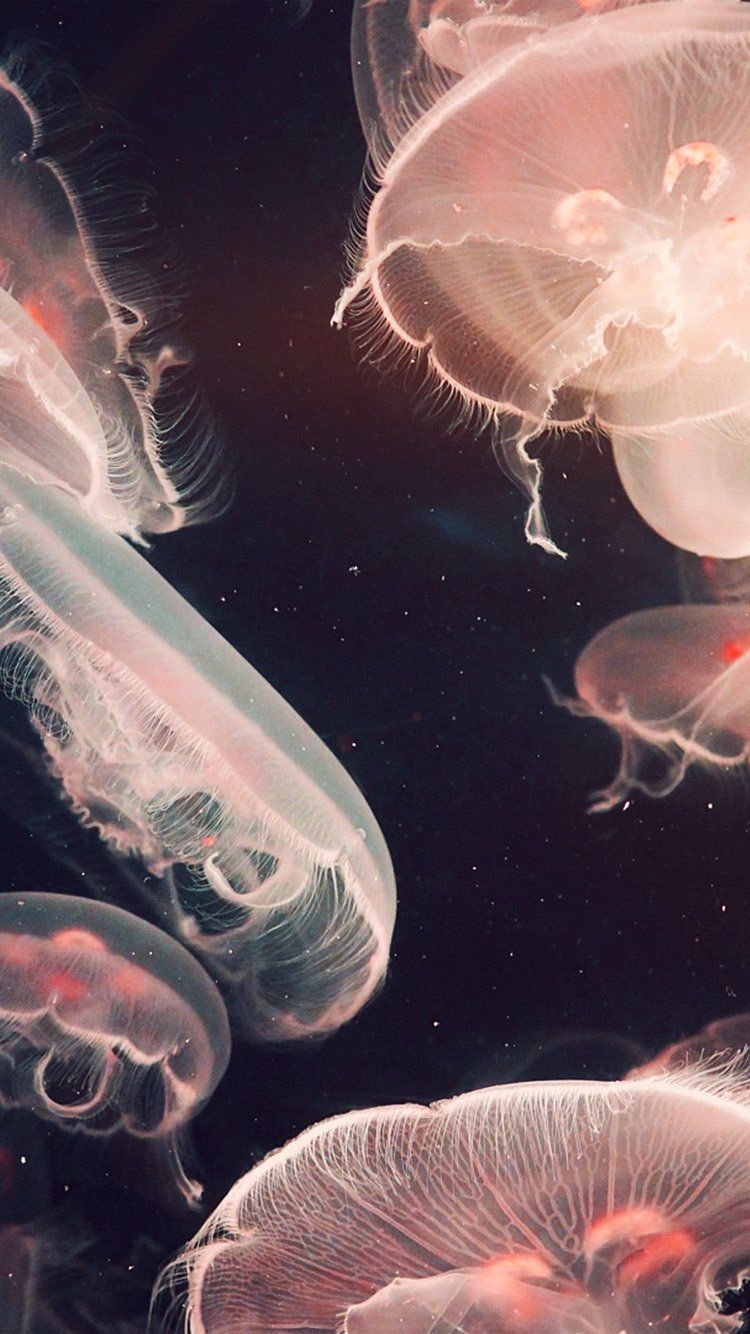 PACIFIC JELLYFISH OCEAN SEA ANIMAL NATURE FLARE WALLPAPER HD IPHONE from bestwallpaperiphone.com