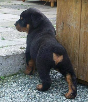 Fyi German Rottweilers Have A Tail And Are Born In Germany