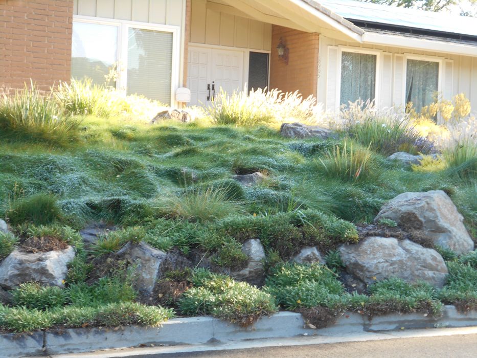 California Native Plants Drought Tolerant California Native Plants Garden Drou Drought Resistant Landscaping Native Plant Gardening Drought Tolerant Garden