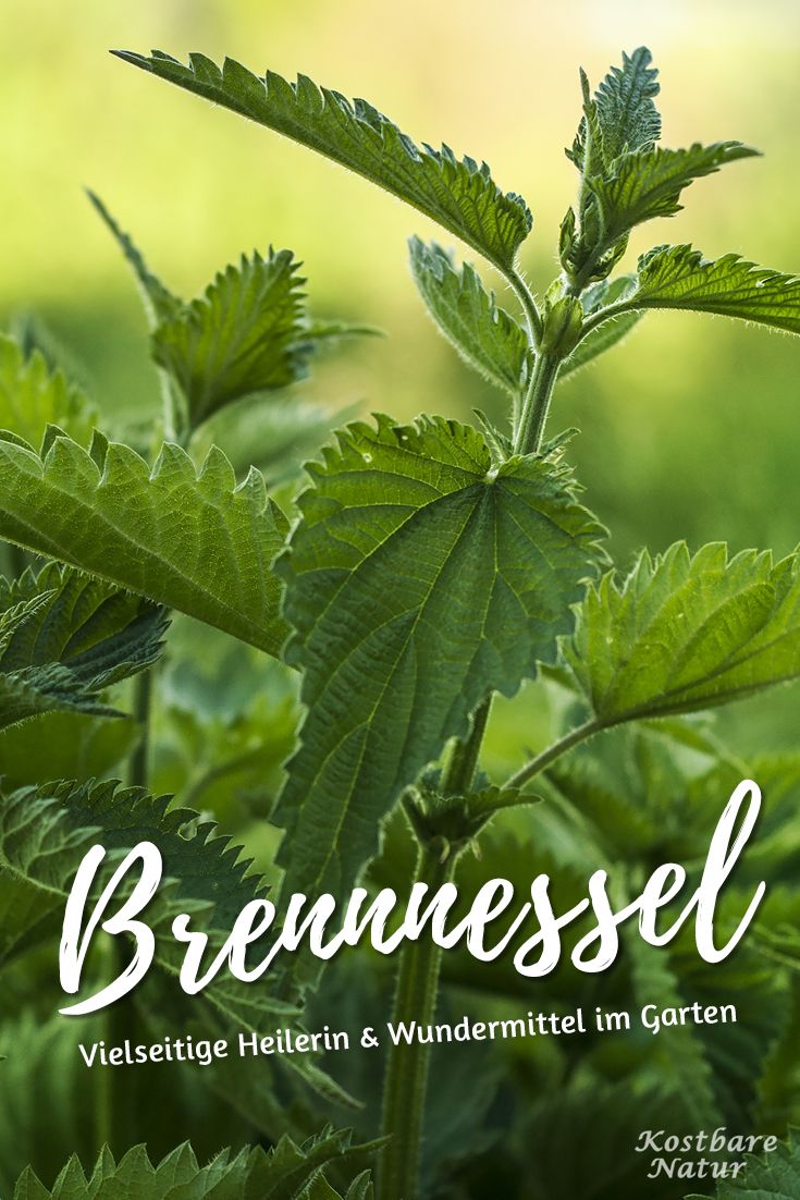 Große Heilerin und üppige Nahrungsquelle voll mit Vitalstoffen. Finde heraus, wie und wann du die einzelnen Teile der Brennnessel erntest und nutzt. #kleinekräutergärten