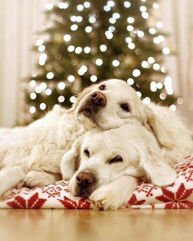 Pin By Alisha Hundley On Dogs Christmas Animals Christmas Dog Dogs
