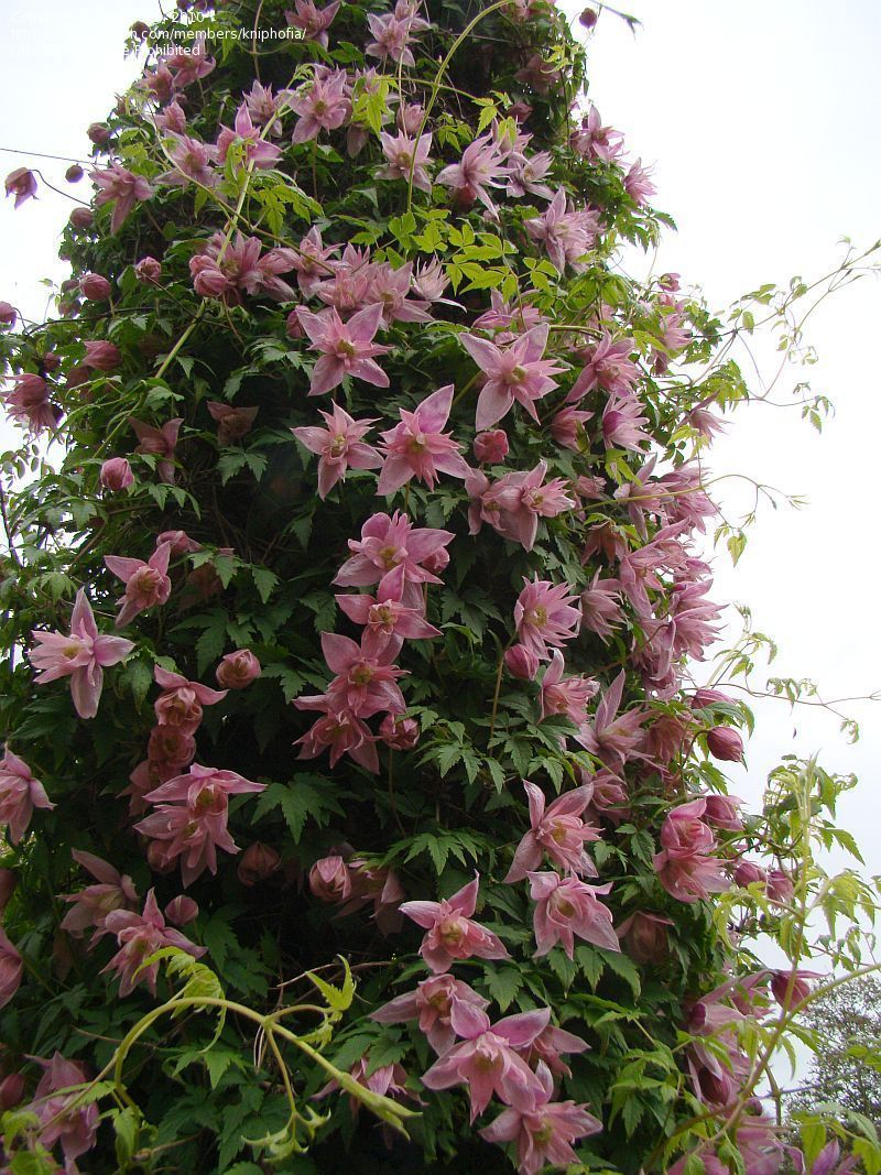 Clematis Macropetala Markham/'s Pink Climbing Plant