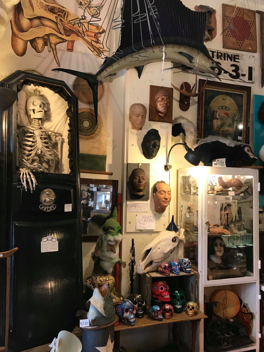 The viktor wynd museum of curiosities fine art natural history – Artofit