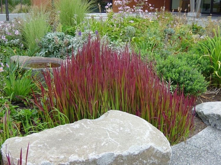 japanisches blutgras im garten beet-gruen-pflanzen-steine-deko ... japanisches blutgras im garten beet-gruen-pflanzen-steine-deko ...