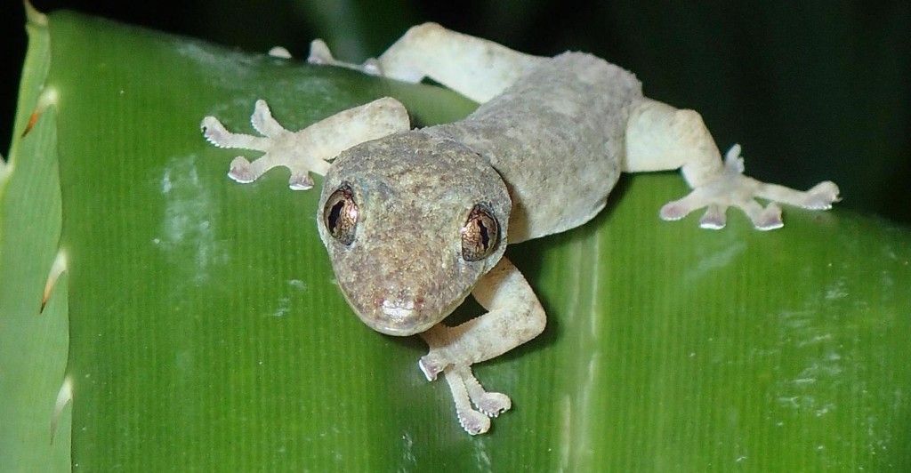 沖縄 アダンの林でヤシガニ探し 沖縄 生き物 両生類 沖縄 アダンの林でヤシガニ探し 沖縄 生き物 両生類