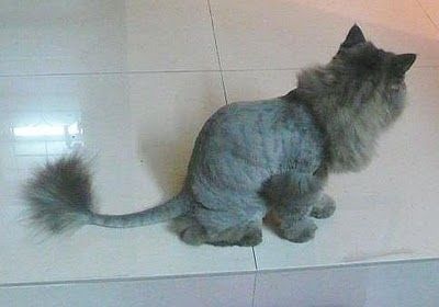 50 Cats With Lion Haircuts 50 Cats With Lion Haircuts
