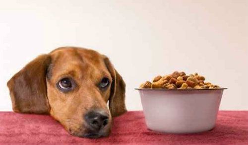 Beneficios de La Comida Ecológica Para Los Perros Dog Food Recipes, Pets, Dog Beds, Animales, Home, Dog Recipes, Animals And Pets