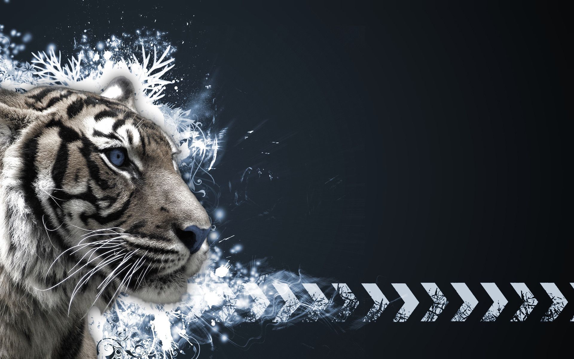 white tiger high quality hd wallpapers high resolution p 1920 1200
