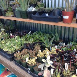 Summer Winds Nursery California Pinterest Summer Winds Nursery California