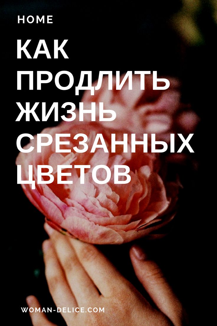 2019 год - Как продлить жизнь срезанным цветам 2019 год - Как продлить жизнь срезанным цветам