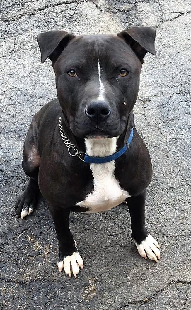 Adopt Spade On Pitbull Terrier Pets Pitbulls