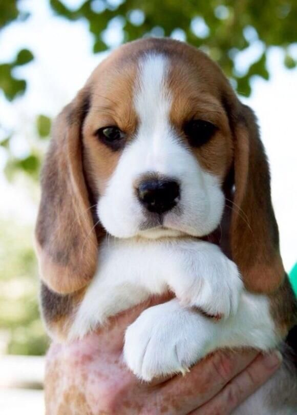 Beagle Puppy, why cant they stay this 