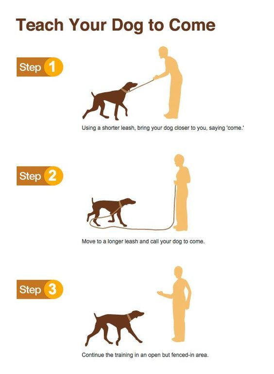 Awesome Dog Training Tips That Anyone Can Use Dog Training