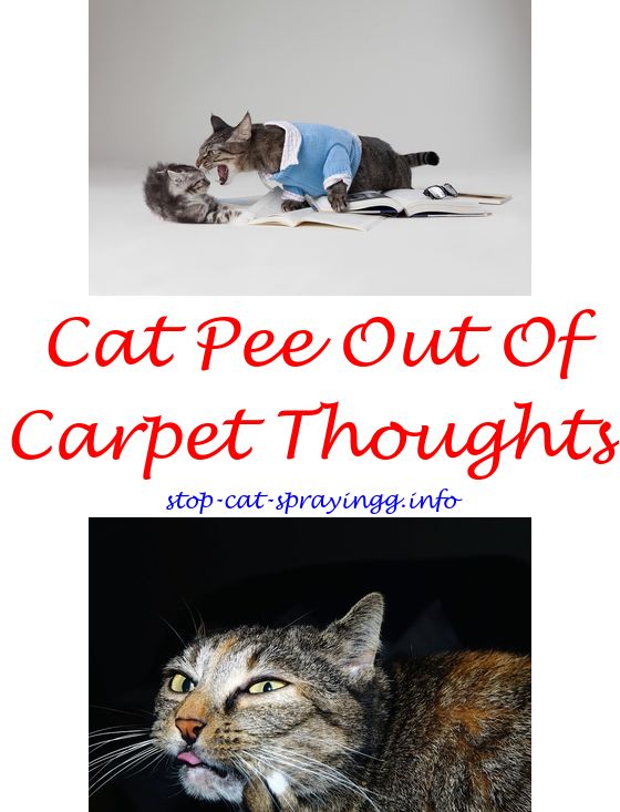 How To Get Rid Of Tom Cat Spray Smell How To Get Rid Of Tom Cat Spray Smell
