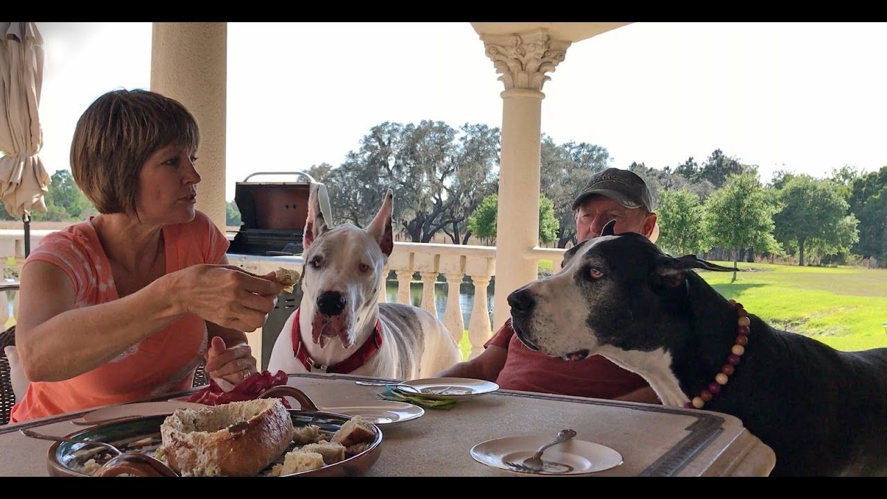 Max And Katie The Great Danes Do Lunch Great Dane