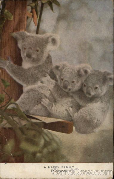 Vintage Postcard Koalas Koala Park Sydney Vintage Postcard Koalas Koala Park Sydney