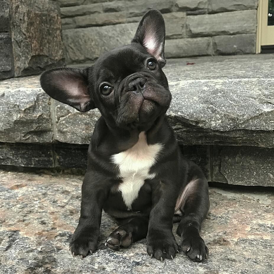 We Love Frenchies French Bulldog Via Ladmob Com Bulldog