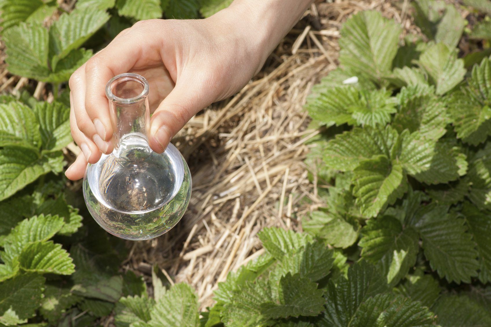 While we are all conscious of the safe quality of our drinking water Is Well Water Good For Plants