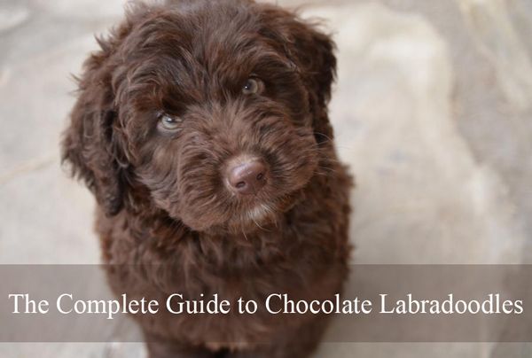 Chocolate Labradoodle - Labradoodles & Dogs Labradoodle Sizes, Brown Labradoodle, Mini Labradoodle Puppy, Labradoodle Breeders, Chocolate Labradoodle, Labradoodle Miniature, Labradoodle Puppies For Sale, Australian Labradoodle, Labradoodles