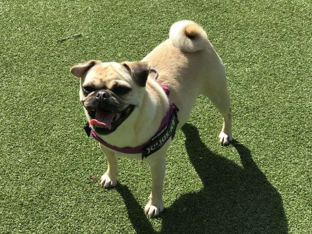 Adopt A Dog Roxy Pug Dogs Trust Dog Adoption Dog Friends Dogs